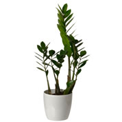 Zamioculcas + Cubremaceta Blanca